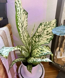 Dieffenbachia 'White Etna' Live Plant - Indoor Tropical Foliage - Image 1