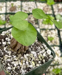 Dioscorea Elephantipes Seeds - Elephant's Foot Exotic Plant Seeds - Image 2