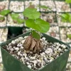 Dioscorea Elephantipes Seeds - Elephant's Foot Exotic Plant Seeds - Image 1