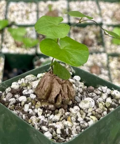 Dioscorea Elephantipes Seeds - Elephant's Foot Exotic Plant Seeds - Image 1