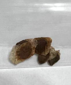 Dioscorea Elephantipes Seeds - Elephant's Foot Exotic Plant Seeds - Image 5