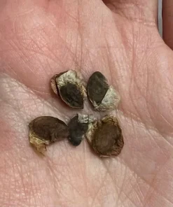 Dioscorea Elephantipes Seeds - Elephant's Foot Exotic Plant Seeds - Image 6