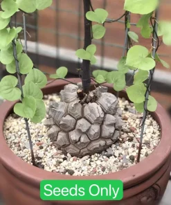 Dioscorea Elephantipes Seeds - Elephant's Foot Exotic Plant Seeds - Image 7