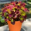 Dipt In Wine Coleus Live Plant Set, Colorful Foliage Houseplant, 4-6 inches Tall - Image 1