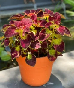 Dipt In Wine Coleus Live Plant Set, Colorful Foliage Houseplant, 4-6 inches Tall - Image 1