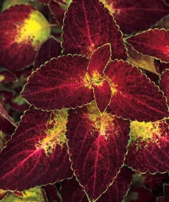 Dipt In Wine Coleus Live Plant Set, Colorful Foliage Houseplant, 4-6 inches Tall - Image 2