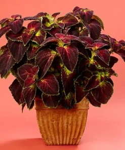 Dipt In Wine Coleus Live Plant Set, Colorful Foliage Houseplant, 4-6 inches Tall - Image 3