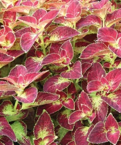 Dipt In Wine Coleus Live Plant Set, Colorful Foliage Houseplant, 4-6 inches Tall - Image 4