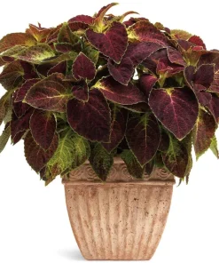 Dipt In Wine Coleus Live Plant Set, Colorful Foliage Houseplant, 4-6 inches Tall - Image 5