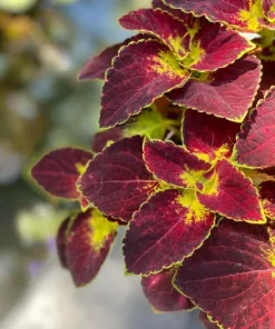 Dipt In Wine Coleus Live Plant Set, Colorful Foliage Houseplant, 4-6 inches Tall - Image 6