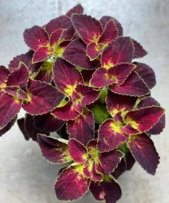 Dipt In Wine Coleus Live Plant Set, Colorful Foliage Houseplant, 4-6 inches Tall - Image 7