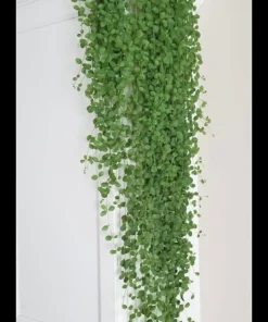 Dischidia Hoya Live Plant in Vase - Rare Trailing Epiphyte Houseplant - Image 2