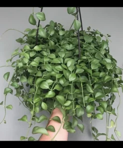 Dischidia Hoya Live Plant in Vase - Rare Trailing Epiphyte Houseplant - Image 1