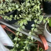 Dischidia Live Plant - Trailing Houseplant for Hanging Baskets - Easy Care - Image 1