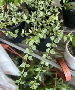 Dischidia Live Plant - Trailing Houseplant for Hanging Baskets - Easy Care - Image 1