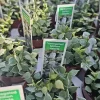 Dischidia Million Hearts Variegated Live Plant – 3in Pot – Indoor Trailing Houseplant - Image 1