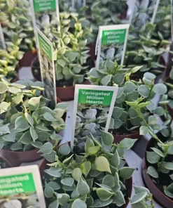 Dischidia Million Hearts Variegated Live Plant – 3in Pot – Indoor Trailing Houseplant - Image 1