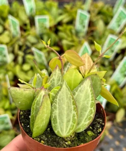 Dischidia Ovata Watermelon Live Plant – String Plant, 3" Pot, Indoor Vining Plant - Image 2
