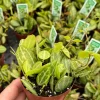 Dischidia Ovata Watermelon Live Plant – String Plant, 3" Pot, Indoor Vining Plant - Image 1