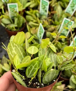 Dischidia Ovata Watermelon Live Plant – String Plant, 3" Pot, Indoor Vining Plant - Image 1