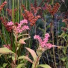 Ditch Stonecrop Sedum (Penthorum Sedoides) Flower Seeds - 500 Count, Zones 3-11 - Image 1