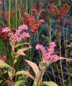 Ditch Stonecrop Sedum (Penthorum Sedoides) Flower Seeds - 500 Count, Zones 3-11 - Image 1