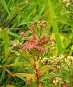 Ditch Stonecrop Sedum (Penthorum Sedoides) Flower Seeds - 500 Count, Zones 3-11 - Image 2