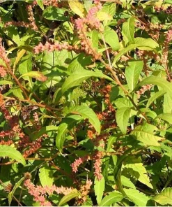 Ditch Stonecrop Sedum (Penthorum Sedoides) Flower Seeds - 500 Count, Zones 3-11 - Image 3