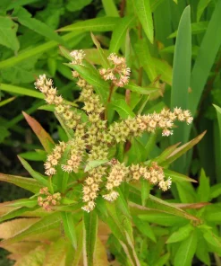 Ditch Stonecrop Sedum (Penthorum Sedoides) Flower Seeds - 500 Count, Zones 3-11 - Image 4