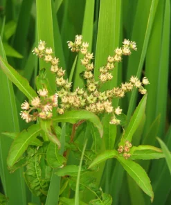 Ditch Stonecrop Sedum (Penthorum Sedoides) Flower Seeds - 500 Count, Zones 3-11 - Image 5