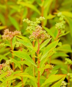 Ditch Stonecrop Sedum (Penthorum Sedoides) Flower Seeds - 500 Count, Zones 3-11 - Image 6