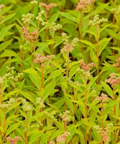 Ditch Stonecrop Sedum (Penthorum Sedoides) Flower Seeds - 500 Count, Zones 3-11 - Image 7