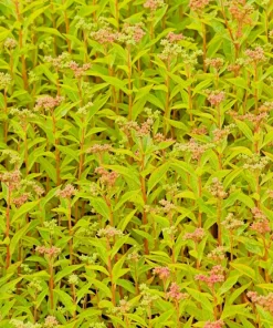 Ditch Stonecrop Sedum (Penthorum Sedoides) Flower Seeds - 500 Count, Zones 3-11 - Image 8