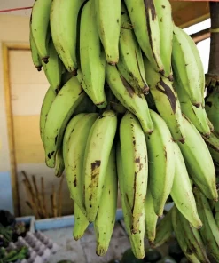 Dominican Plantain Tree Live Plant - Tropical Banana Fruit Tree - Image 2