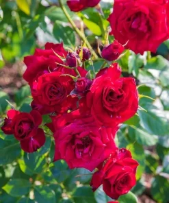 Don Juan Climbing Rose Live Plant – Red Fragrant Bush for Outdoor Garden 4-6 Inch Tall - Image 2