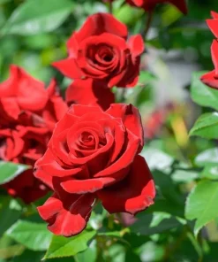 Don Juan Climbing Rose Live Plant – Red Fragrant Bush for Outdoor Garden 4-6 Inch Tall - Image 3