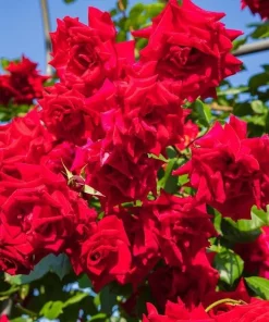 Don Juan Climbing Rose Live Plant – Red Fragrant Bush for Outdoor Garden 4-6 Inch Tall - Image 4