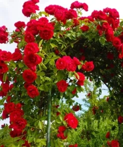 Don Juan Climbing Rose Live Plant – Red Fragrant Bush for Outdoor Garden 4-6 Inch Tall - Image 5
