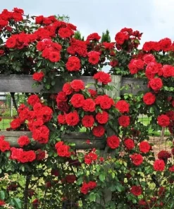 Don Juan Climbing Rose Live Plant – Red Fragrant Bush for Outdoor Garden 4-6 Inch Tall - Image 6