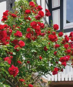 Don Juan Climbing Rose Live Plant – Red Fragrant Bush for Outdoor Garden 4-6 Inch Tall - Image 7