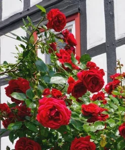 Don Juan Climbing Rose Live Plant – Red Fragrant Bush for Outdoor Garden 4-6 Inch Tall - Image 8