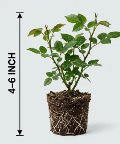Don Juan Climbing Rose Live Plant – Red Fragrant Bush for Outdoor Garden 4-6 Inch Tall - Image 9