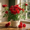 Don Juan Climbing Rose Live Plant – Red Fragrant Bush for Outdoor Garden 4-6 Inch Tall - Image 1