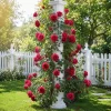 Don Juan Climbing Rose Plant - Fragrant Red Rose Bush, 4-6 Inch Tall Live Plant - Image 1