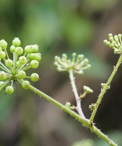 Dong Quai Angelica Sinensis Seeds - 50 White Flower Herb Seeds - Image 8