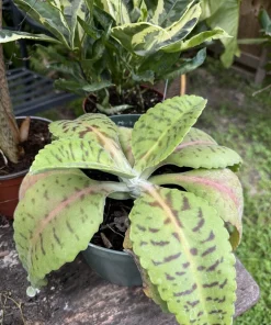 Donkey Ears Live Plant - Kalanchoe gastonis-bonnieri Succulent Houseplant - Image 2