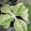 Donkey Ears Live Plant - Kalanchoe gastonis-bonnieri Succulent Houseplant - Image 1