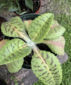 Donkey Ears Live Plant - Kalanchoe gastonis-bonnieri Succulent Houseplant - Image 1