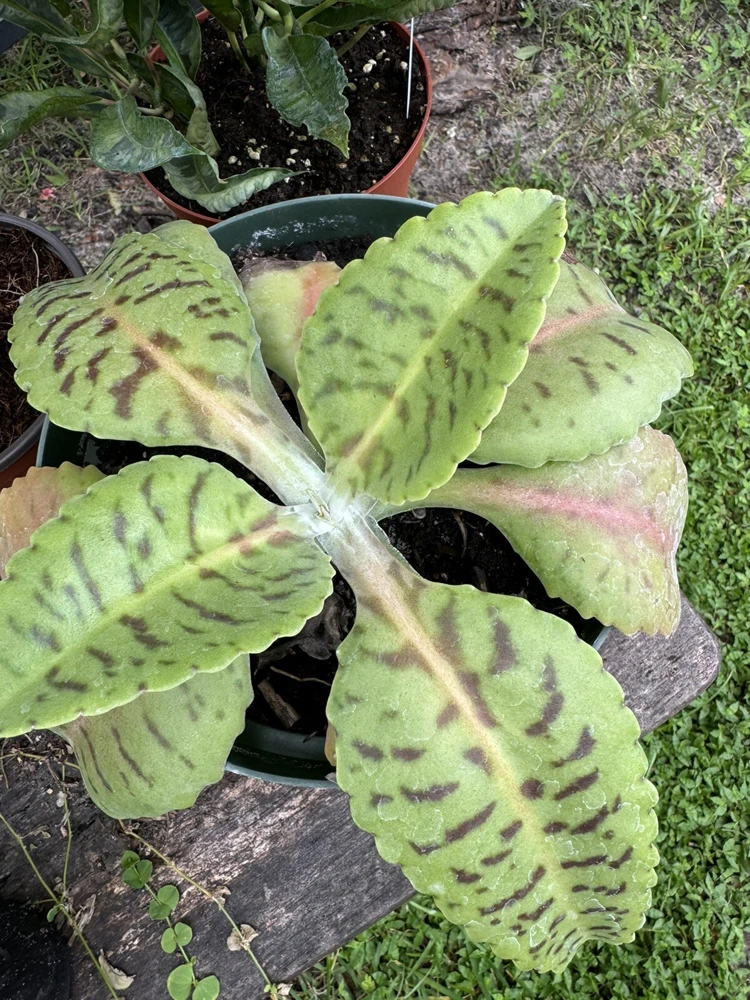 Donkey Ears Plant - Kalanchoe Gastonis-Bonnieri Live Succulent Houseplant - Image 1