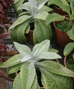 Donkey Ears Plant Live - Kalanchoe Gastonis-Bonnieri Succulent Houseplant - Image 2